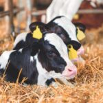 Calves in hay