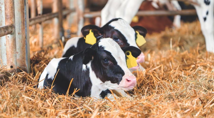 Calves in hay