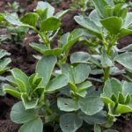 winter faba beans