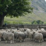 One of the sites in Snowdonia showing inside and outside of the fenced plots. Credit Richard Bardgett