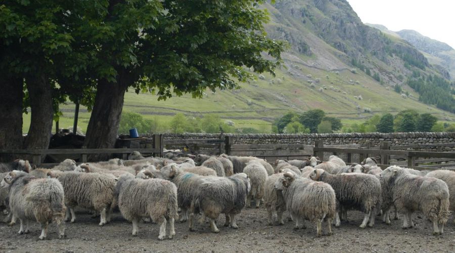 One of the sites in Snowdonia showing inside and outside of the fenced plots. Credit Richard Bardgett
