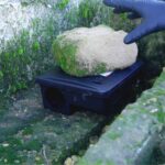 rodent bait box