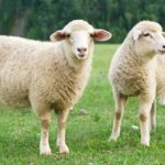 The updated Nematodirus Hatching Forecast for the 2026 season is now live, Sustainable Control of Parasites in Sheep (SCOPS) confirmed.