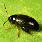 Plants sprayed with a mixture of SYN-A and lambda-cyhalothrin increased cabbage stem flea beetle (CSFB) mortality from 20% to 75%.