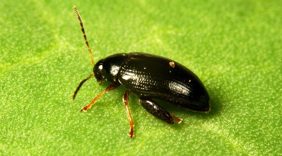 Plants sprayed with a mixture of SYN-A and lambda-cyhalothrin increased cabbage stem flea beetle (CSFB) mortality from 20% to 75%.