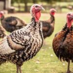 Vaccine trials for highly pathogenic avian influenza (HPAI) have started today to assess how vaccination could be used in the UK.