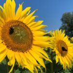 Es Bella, marketed by United Oilseeds, which launched the UK’s first sunflower grain pool three years ago, became country’s best-selling sunflower variety.