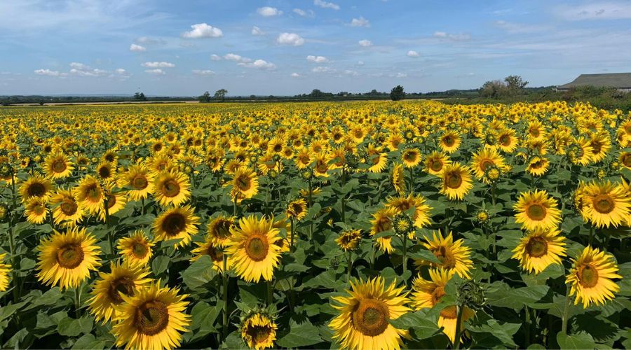 Es Bella, marketed by United Oilseeds, which launched the UK’s first sunflower grain pool three years ago, became country’s best-selling sunflower variety.