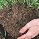 soil in hand showing rooting